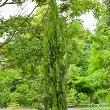 CUPRESSUS sempervirens Totem