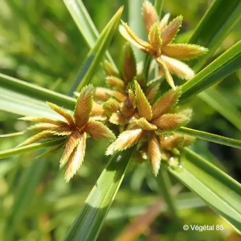 CYPERUS alternifolius
