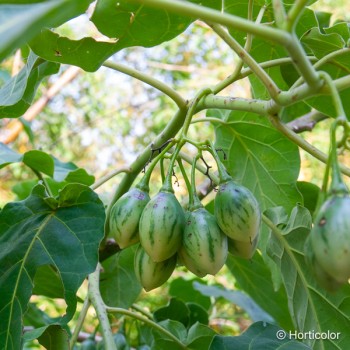 CYPHOMANDRA betacea Red