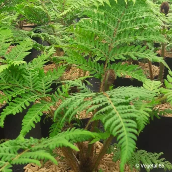 CYATHEA cooperi