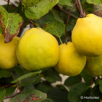 CYDONIA oblonga (cognassier)