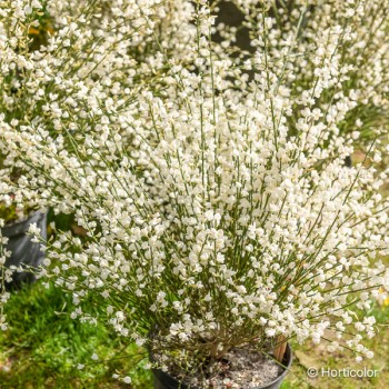 CYTISUS x praecox Alba