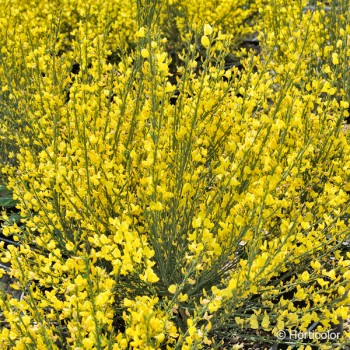 CYTISUS x praecox All gold