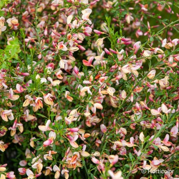 CYTISUS x praecox Zeelandia