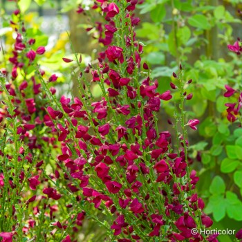 CYTISUS scoparius Boskoop ruby
