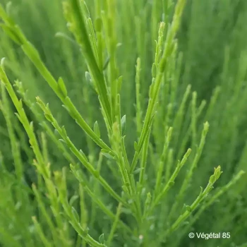 CYTISUS scoparius La coquette