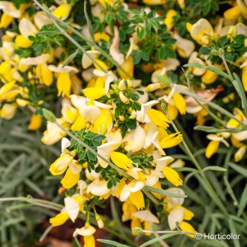 CYTISUS scoparius Luna