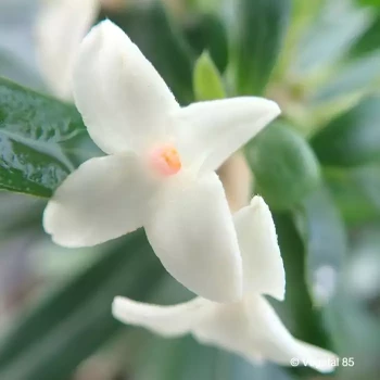 DAPHNE x Eternal fragrance