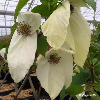 DAVIDIA involucrata Sonoma