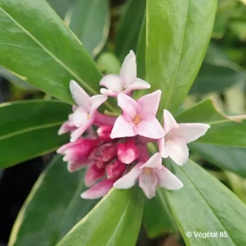 DAPHNE odora Aureomarginata