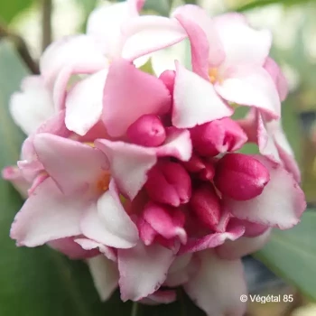 DAPHNE x Pink fragrance