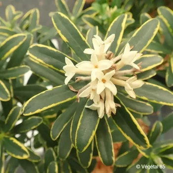 DAPHNE x transatlantica Summer ice