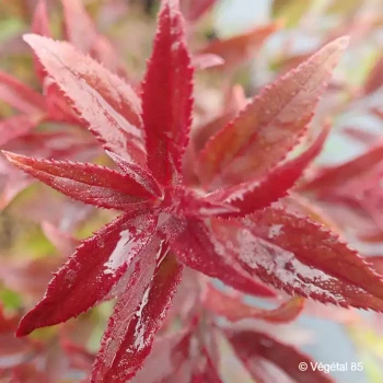DEUTZIA crenata Nikko