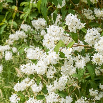 DEUTZIA x magnifica