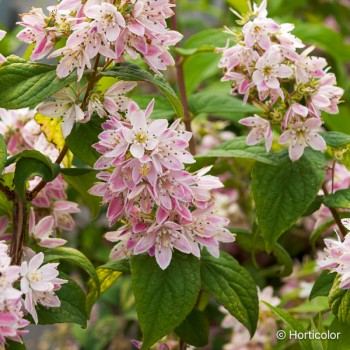 DEUTZIA x Perle rose