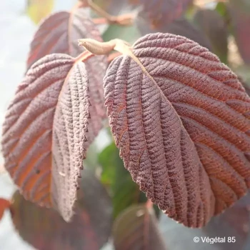 DEUTZIA x Tourbillon rouge
