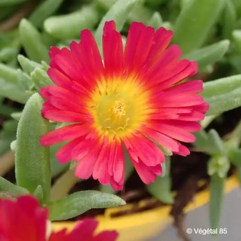 DELOSPERMA Wow fire