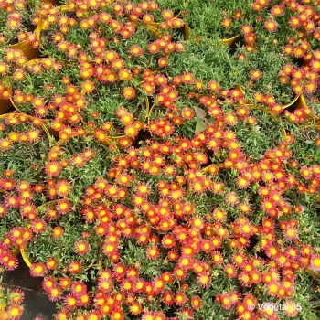 DELOSPERMA Wow orange