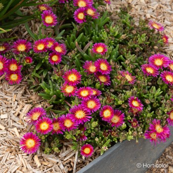 DELOSPERMA Wow rose fuchsia