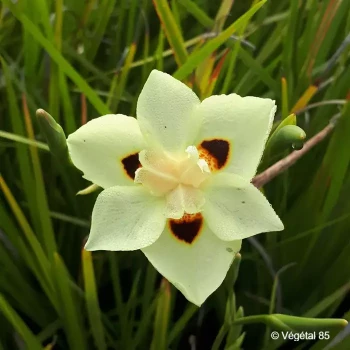 DIETES bicolor