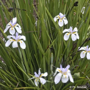 DIETES grandiflora