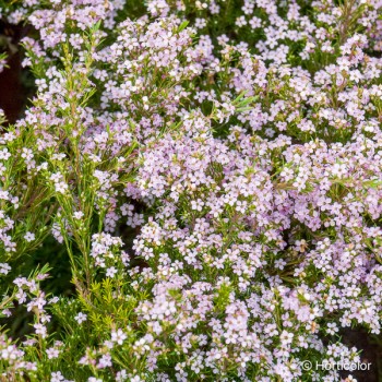 DIOSMA hirsuta Pink fountain