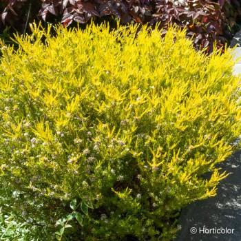 DIOSMA hirsuta Sunset gold