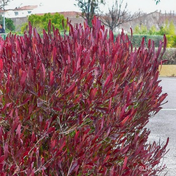 DODONAEA viscosa Purpurea