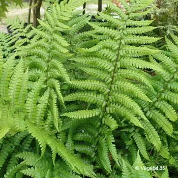 DRYOPTERIS affinis