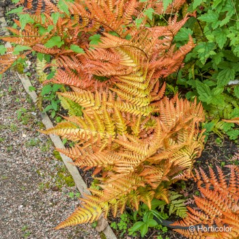 DRYOPTERIS erythrosora