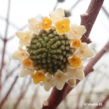 EDGEWORTHIA chrysantha Nanjing gold