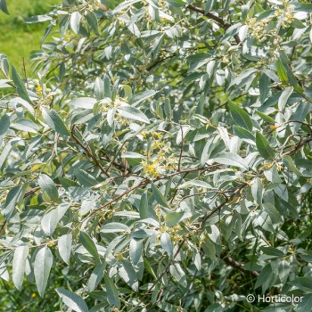 ELAEAGNUS angustifolia