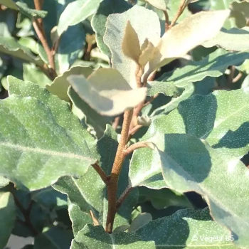 ELAEAGNUS x ebbingei Compacta