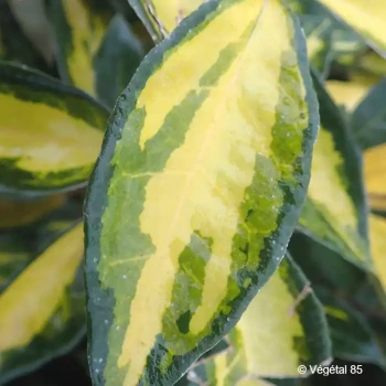 ELAEAGNUS x ebbingei Limelight