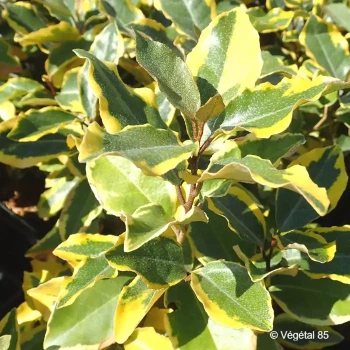 ELAEAGNUS x ebbingei Viveleg