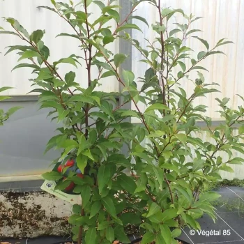 ELAEAGNUS multiflora