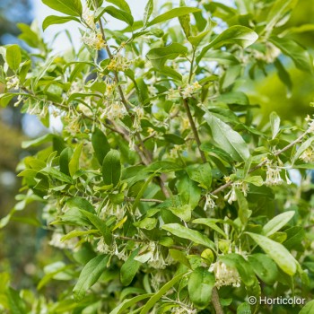 ELAEAGNUS umbellata Amoroso