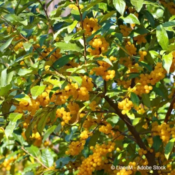 ELAEAGNUS umbellata Fortunella