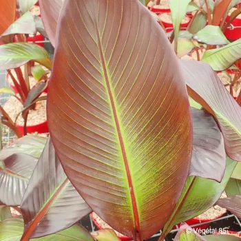 ENSETE ventricosum Maurelii
