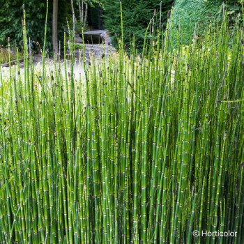EQUISETUM hyemale Japonicum