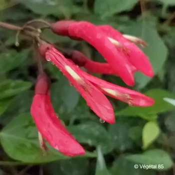 ERYTHRINA x Amélie jeckert