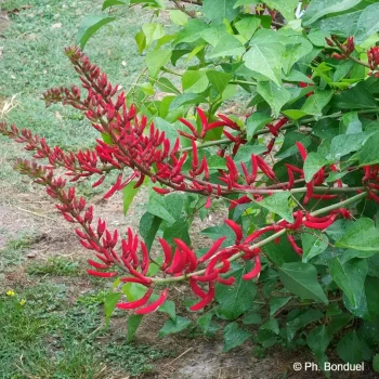 ERYTHRINA x bidwilli