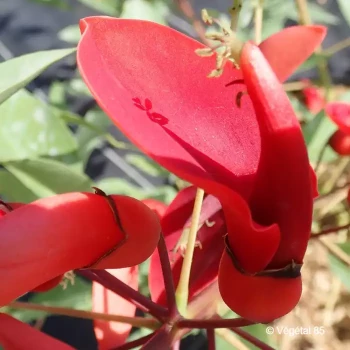 ERYTHRINA crista-galli