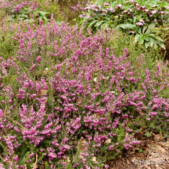 ERICA darleyensis Furzey
