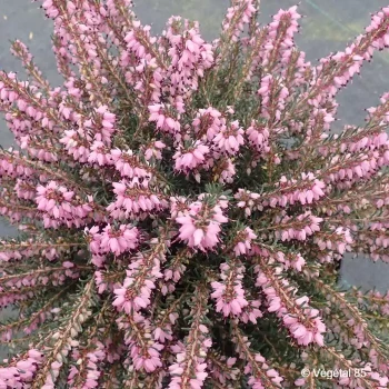 ERICA darleyensis Jw porter
