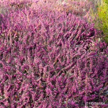 ERICA darleyensis Kramers rot