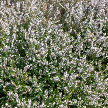 ERICA darleyensis Silberschmelze