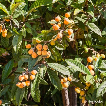 ERIOBOTRYA japonica Argelino