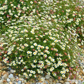 ERIGERON karvinskianus