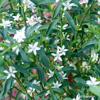 ERIOSTEMON myoporoides